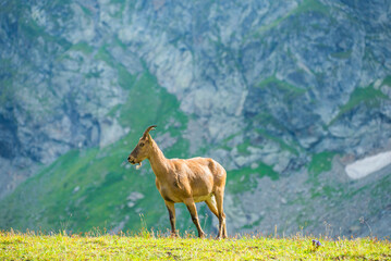 Caucasian mountain goat