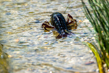 Loire-Atlantique, FranceJune 2020, a crayfish without claws on a shore of the lake of Grand Lieu.