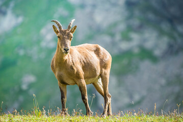 Caucasian mountain goat