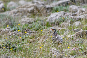 Rock Partridge - Alectoris graeca, beautiful colored bird from Souther Europeans bushes nad rocks, Pag island, Croatia.