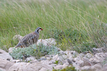 Rock Partridge - Alectoris graeca, beautiful colored bird from Souther Europeans bushes nad rocks, Pag island, Croatia.