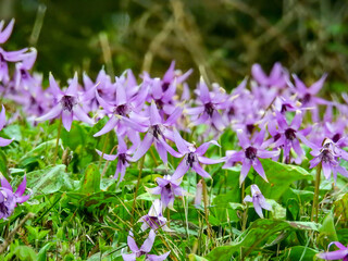 8年もの間、地中の中でじっと育ってきたカタクリの花。