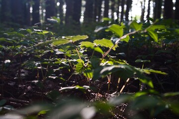 森の中で出会った光と植物
