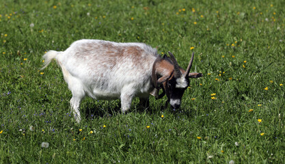 Ziege auf einer Wiese