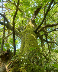 Fototapeta premium Centennial chestnut tree with large branches and covered with moss in galicia forest