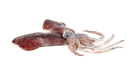 squid isolated on white background