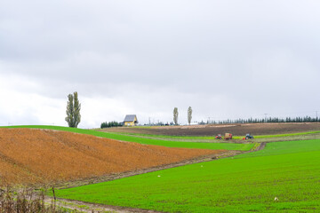 Obraz premium 北海道美瑛の木