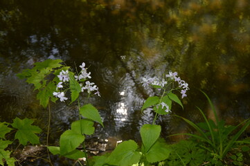 nature, green, plant, wate