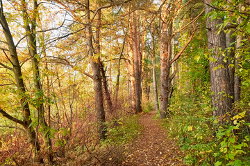 Fototapeta na wymiar Small old pathway in a forest or park at autumn or summer day
