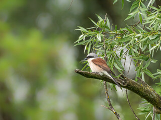 Der Vogel Neuntöter (Lanius collurio) oder Rotrückenwürger auf einem Ast