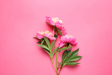 Beautiful peony flowers on color background