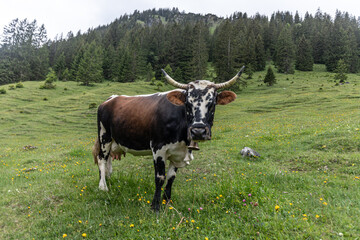 gefleckte Kuh