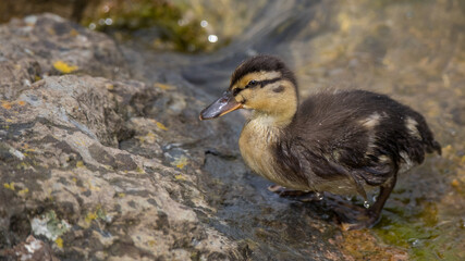 Junge Stockente steigt aus dem Wasser