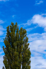 Obraz premium 北海道美瑛の木