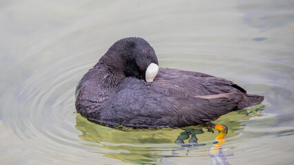 Blässhuhn putzt sich