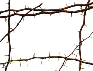 Isolated Frame made from thorns with water drop on white background