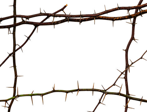 Thorns Border Images – Browse 7,527 Stock Photos, Vectors, and Video |  Adobe Stock