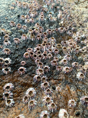 Close-up shot of Sea barnacles on black rocks