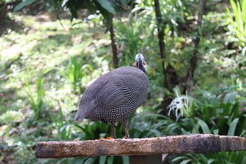 Dindon du jardin zoologique de Kuala Lumpur, Malaisie