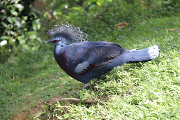 Colombe bleu du jardin zoologique de Kuala Lumpur, Malaisie	