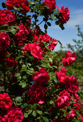 rose bush on which there are a lot of red blossoming buds. blue sky in the background