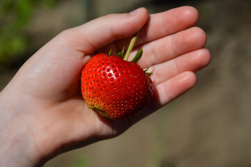 large strawberry berry in a children's palm. tasty, fragrant, full of vitamins berry