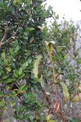 Plante carnivore &agrave; Cameron Highlands, Malaisie	