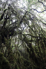 Fototapeta premium Forêt de mousses à Cameron Highlands, Malaisie