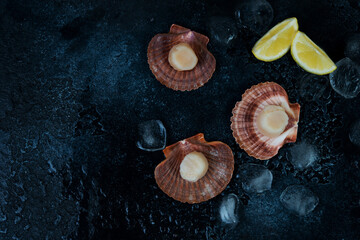 Fresh raw scallops with ice on a concrete background, copy space