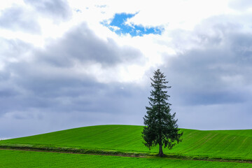 Fototapeta na wymiar 北海道の丘と木