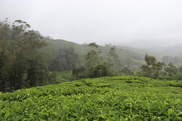 Plantation de thé sous la brume à Cameron Highlands, Malaisie