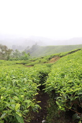 Fototapeta na wymiar Plantation de thé à Cameron Highlands , Malaisie