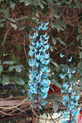 Fleurs bleues, jardin botanique à Cameron Highlands, Malaisie