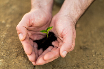 Hands holding young green sprout. Save Earth and organic ,ecology concept.