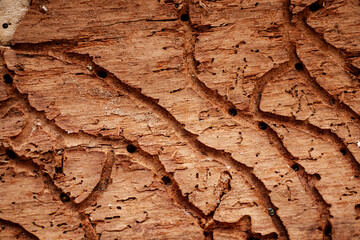 Background texture of termite eaten wood with grooves