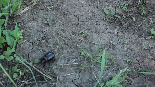 Coconut rhinoceros beetle (Oryctes rhinoceros) - Big black bug goes through the green grass.