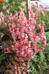 Fleurs rose, jardin botanique &agrave; Cameron Highlands, Malaisie	