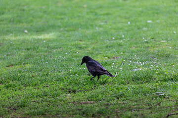 Crow on the grass in park