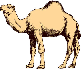 cartoon camel on white background