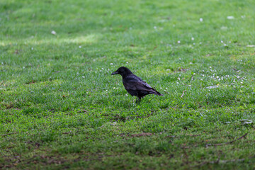 Crow on the grass in park