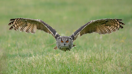 A beautiful, huge European Eagle Owl (Bubo bubo) flying low over fields
 in the Netherlands. Flying straight to the camera. - obrazy, fototapety, plakaty