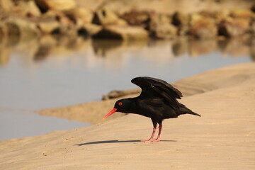 African Oystercatcher, Haematopus moquini, stretching its wings on the sea shore line.