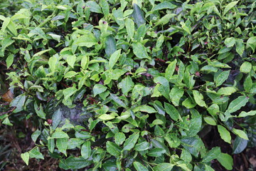 Feuilles de thé à Cameron Highlands, Malaisie