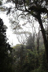Fototapeta na wymiar Forêt humide à Cameron Highlands, Malaisie