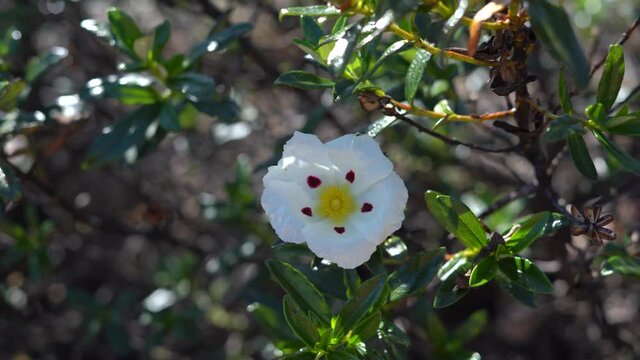 Rock Rose also known as Cistus in its natural state, growing wild in the nature