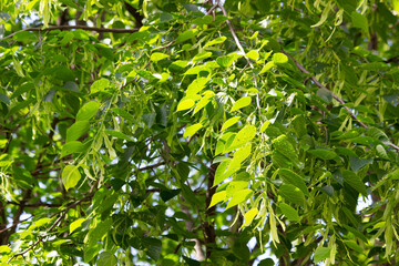 Linden tree blooms in early summer.