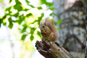 A red squirrel sits on a tree branch and eats a nut.