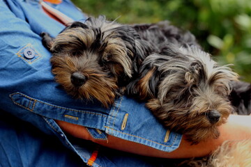 Two young Yorkshire terrier / poodle cross puppies asleep in their moms arms  - obrazy, fototapety, plakaty