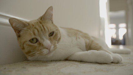 Fototapeta na wymiar Cat lying on a floor.