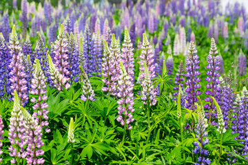 Obraz premium A large meadow of lupine flowers in early summer.